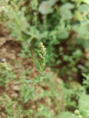 Chenopodium album, White goosefoot or the Lamb's Quarters