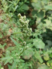 Chenopodium album, White goosefoot or the Lamb's Quarters