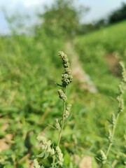 Chenopodium album, White goosefoot or the Lamb's Quarters