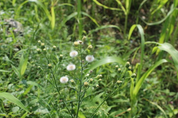 Conyza bonariensis, Flaxleaf Fleabane or hairy fleabane
