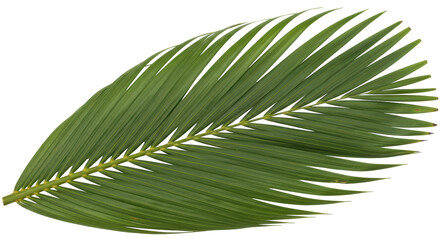 Obraz premium Isolated Palm Leaf