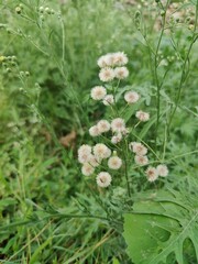 Erigeron, fleabane or horseweed. Plant, flowers and seeds