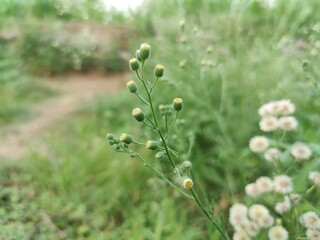 Erigeron, fleabane or horseweed. Plant, flowers and seeds