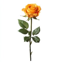 Single, vibrant orange-yellow rose with green leaves on a white background