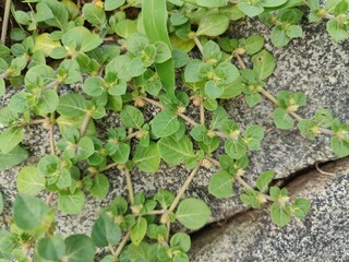 Alternanthera pungens or the Khaki joyweed. 