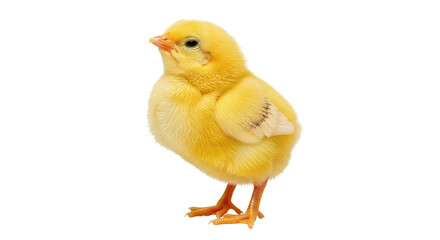 Isolated Yellow Chick