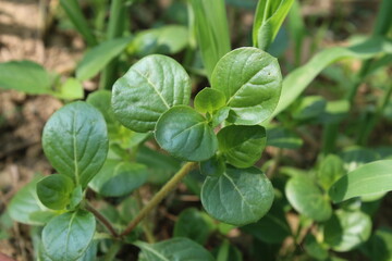 Alternanthera pungens or the Khaki joyweed. 