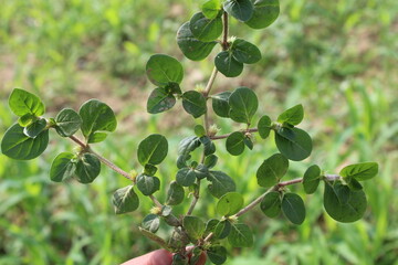 Alternanthera pungens or the Khaki joyweed. 