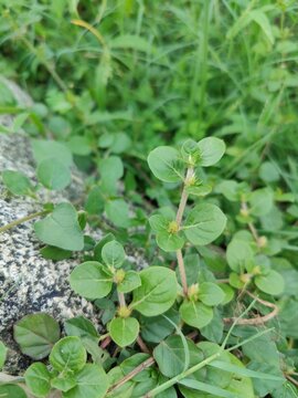 Alternanthera pungens or the Khaki joyweed. 
