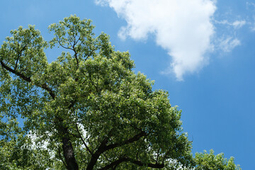 春・初夏・夏の晴天太陽の日差しに照らされた新緑の木々の葉とさわやかな青空、雲の背景　アウトドア・キャンプ・ゴールデンウィーク・夏休み・祝日のイメージ