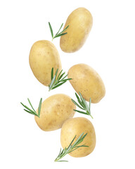 Fresh ripe potatoes and rosemary falling on white background