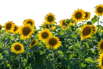 Fototapeta premium sunflower field in summer on isolated layer