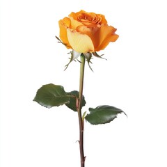 Single, vibrant orange-yellow rose with green leaves on a stem, isolated against white