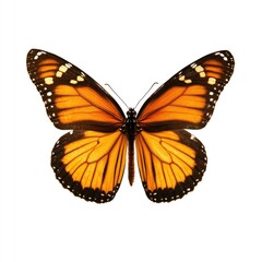 Fototapeta premium Orange butterfly with black markings, wings spread