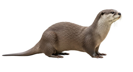 Isolated Otter