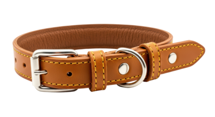 Isolated leather dog collar