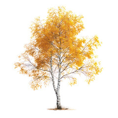 Birch tree with yellow autumn leaves and white bark isolated on transparent background