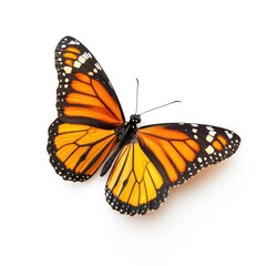Naklejka premium Monarch butterfly, wings spread, against white background