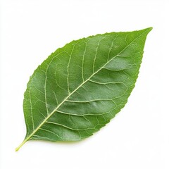 Obraz premium Close-up of a vibrant green leaf against a white background (1)