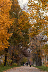 Street with beautiful autumn trees. Golden autumn in the city.