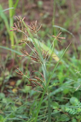 Cyperus rotundus, Purple Nutsedge, Nut Grass or the Java grass