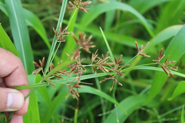 Cyperus rotundus, Purple Nutsedge, Nut Grass or the Java grass