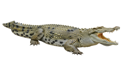 Isolated Crocodile