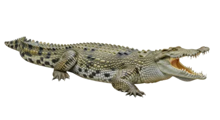 Fototapete Krokodil Isolated Crocodile  © Ines