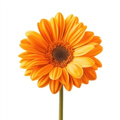 Naklejka premium Vibrant orange gerbera daisy, detailed illustration