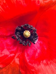close up of red flower