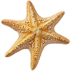 Close-up of a golden starfish