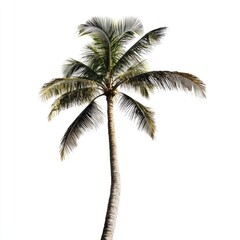 Single coconut palm tree against white background (1)