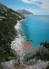 Summer coastline of Golfo di Orosei and Cala Gonone on the west coast of Sardinia.A bush with red leaves in the foreground. Italy