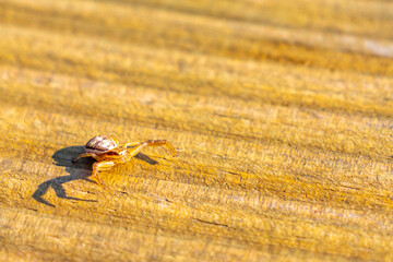 Jumping spider in attack position on wood in Mir Belarus.