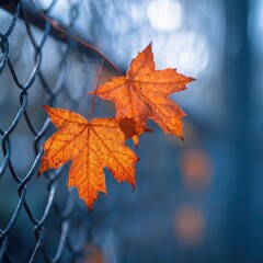 Two vibrant autumn leaves clinging to a chain-link fence