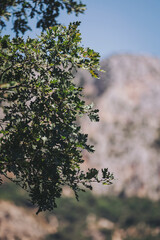 Lush green leaves gently sway in the breeze against a rocky mountain backdrop under a bright blue sky during a serene afternoon in nature
