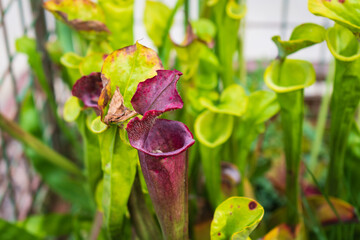 Sarracenia (Carnivorous Plant)
