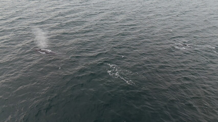 Aerial view of two fin whales, Balaenoptera physalus, hunting in Donegal Bay, Ireland