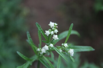 Santa Maria feverfew, whitetop weed or the Parthenium hysterophorus