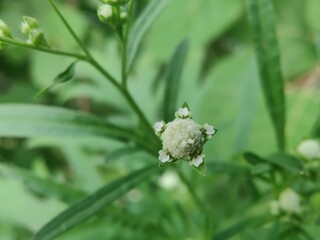 Santa Maria feverfew, whitetop weed or the Parthenium hysterophorus