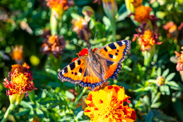 Little fox butterfly on yellow flower blossoms in Mir Belarus.