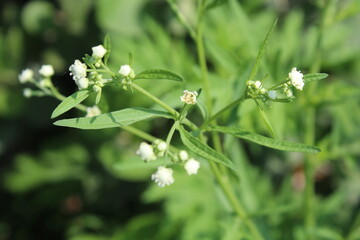 Santa Maria feverfew, whitetop weed or the Parthenium hysterophorus
