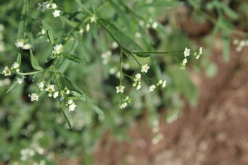 Santa Maria feverfew, whitetop weed or the Parthenium hysterophorus
