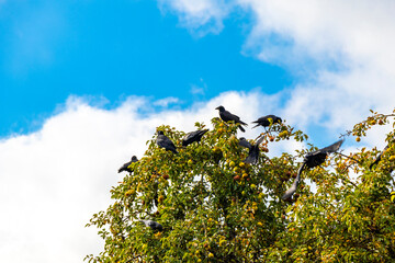 Ravens and crows sitting on a tree in Mir Belarus.