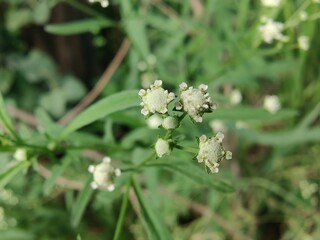 Santa Maria feverfew, whitetop weed or the Parthenium hysterophorus