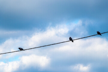 Ravens and crows sitting on power lines in Mir Belarus.