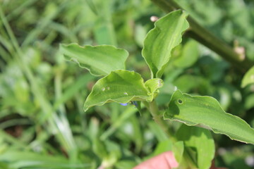 Commelina benghalensis, Benghal dayflower or tropical spiderwort