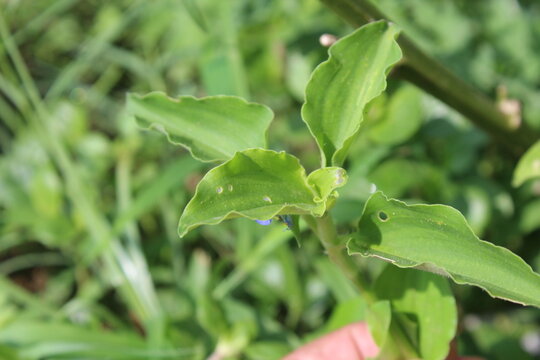 Commelina benghalensis, Benghal dayflower or tropical spiderwort