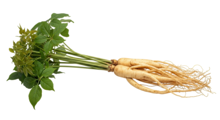 Isolated Ginseng Root with Leaves