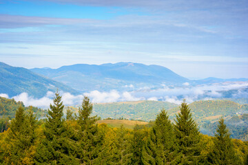 spruce forest on mountain hillside. rural valley in fog at sunrise. autumnal landscape of ukraine under cloudy sky. travel to kolochava village